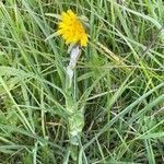 Tragopogon pratensis Hábito