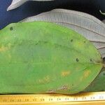 Miconia holosericea Leaf