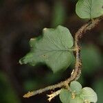 Trichomanes erosum Folha
