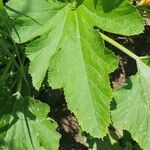 Cucurbita pepo Hoja