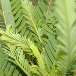 Sesbania herbacea Leaf