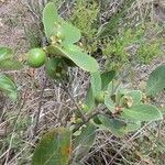 Psidium guineense Плод