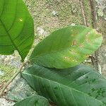 Treculia africana Folha