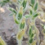 Onosma microcarpa Ffrwyth