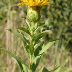 Pentanema spiraeifolium Blad