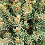 Picea glauca Лист