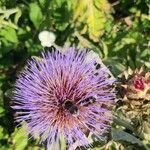 Cynara cardunculus花