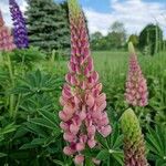 Lupinus × regalis Fiore