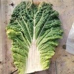 Brassica oleraceaপাতা