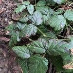 Rubus ursinus Leaf