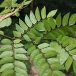 Tessmannia lescrauwaetii Blatt