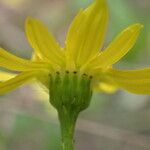 Jacobaea erratica 花