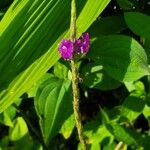 Stachytarpheta frantzii Floare