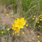 Oenothera stricta Flor