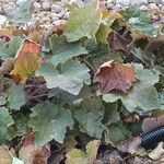 Heuchera micrantha Folha