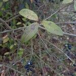 Ligustrum vulgare Ліст