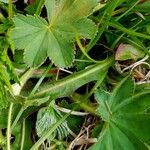 Alchemilla monticola Leaf