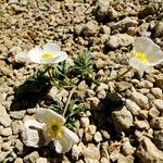 Ranunculus seguieri Habit