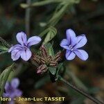 Plumbago europaea Flor