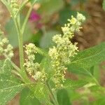 Chenopodium album ഫലം