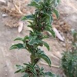 Amaranthus blitoides Blomma