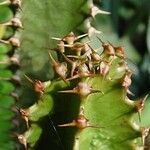 Euphorbia canariensis Feuille