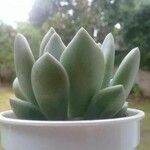 Echeveria elegans Leaf