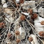 Trifolium campestre ফল
