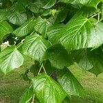 Tilia x europaea Blad