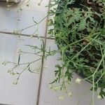 Parthenium hysterophorusList