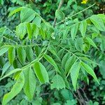 Clausena anisata Blatt