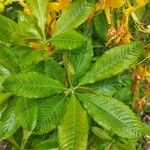 Rhododendron luteumBlatt