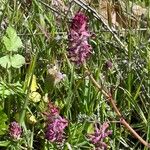 Fumaria muralis Fiore
