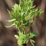 Paeonia ludlowii Yaprak