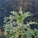 Sonchus asper Агульны выгляд