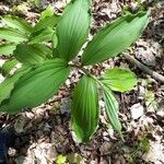 Maianthemum racemosum 葉