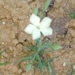 Dianthus gyspergerae 花