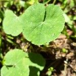 Hydrocotyle leucocephalaYaprak