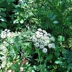 Angelica atropurpurea Hoja