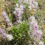 Stachys lavandulifolia Flower