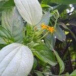 Mussaenda frondosa Leaf