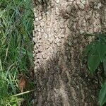 Quercus marilandica Corteza