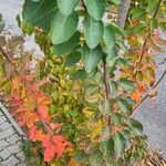 Cotinus coggygriaBlad