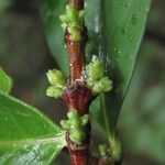 Tricalysia ambrensis Corteza