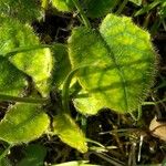 Hieracium lachenalii Blad