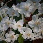 Rhododendron lambianum Flower
