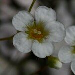 Saxifraga squarrosa Floare