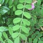 Indigofera heterantha Leaf