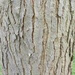 Gymnocladus dioicus Bark