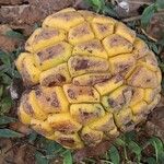 Myrianthus holstii Meyve